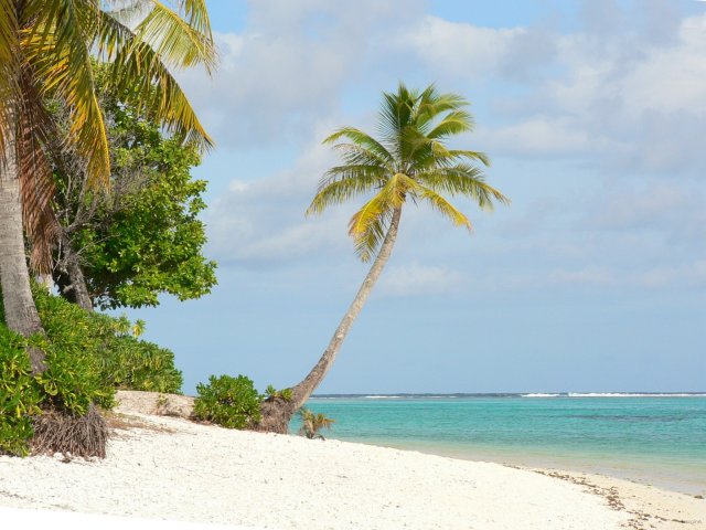 33- Cocotier sur la plage de Nao-Nao 